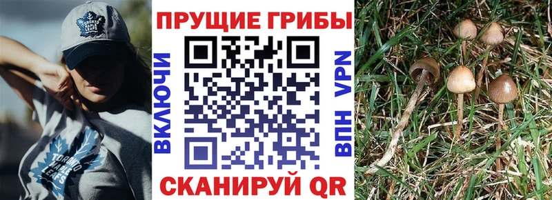 Псилоцибиновые грибы ЛСД  KRAKEN онион  Серов 
